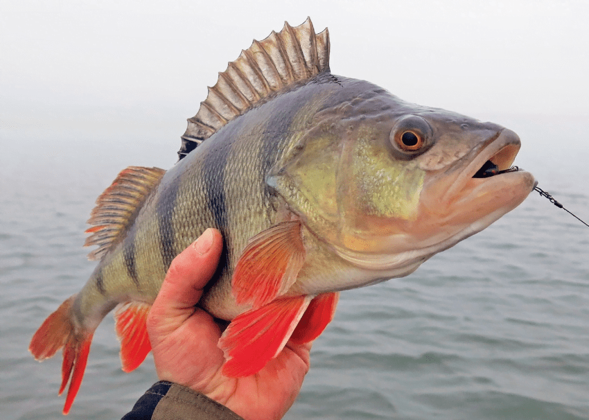 Ešerių žvejyba rudenį