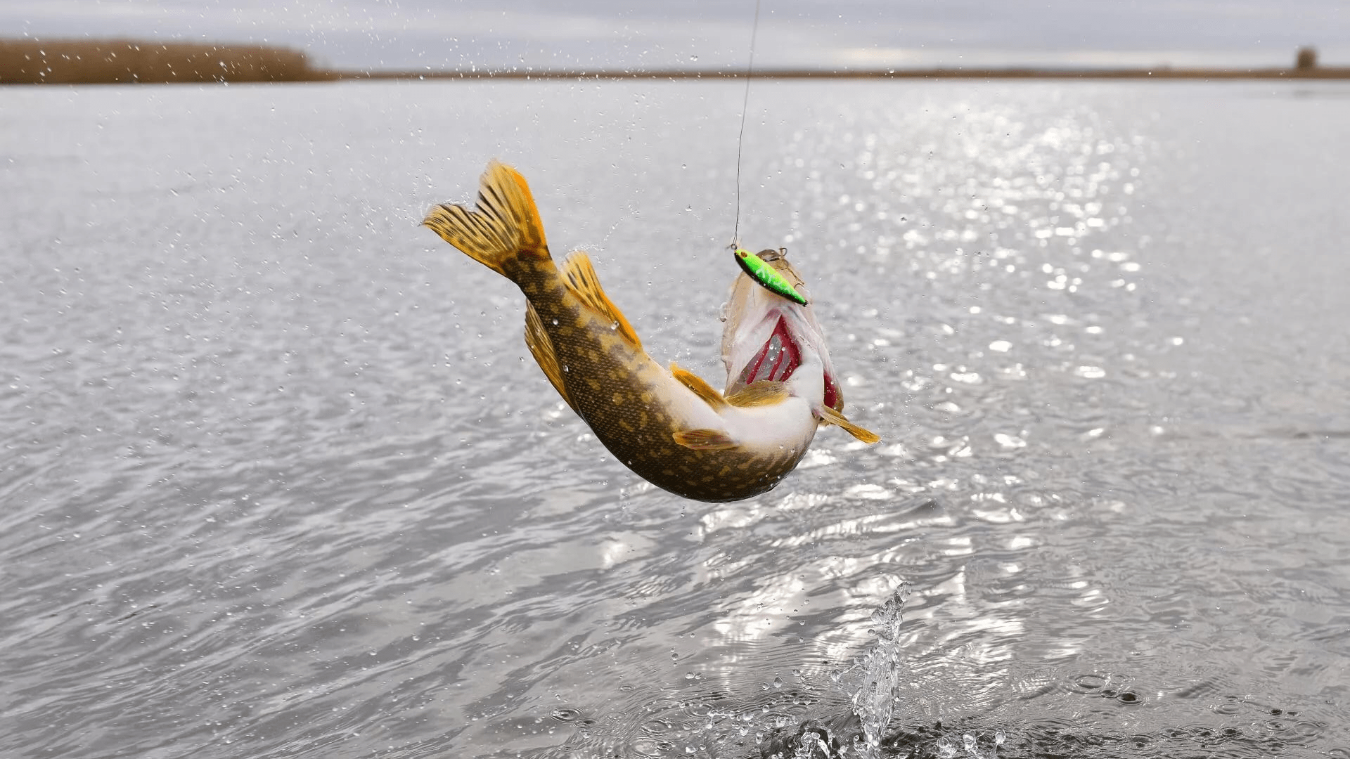 Lydekų žvejyba rudenį