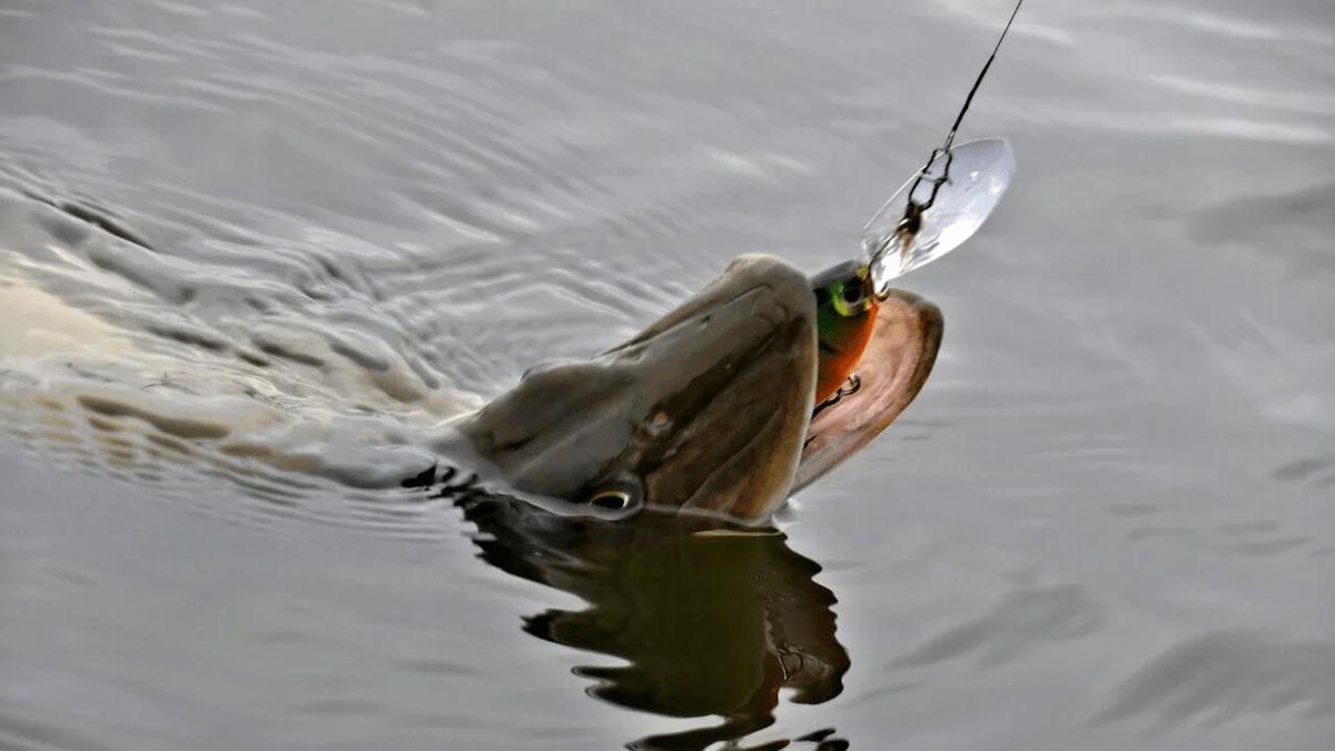 Lydekų žvejyba pavasarį
