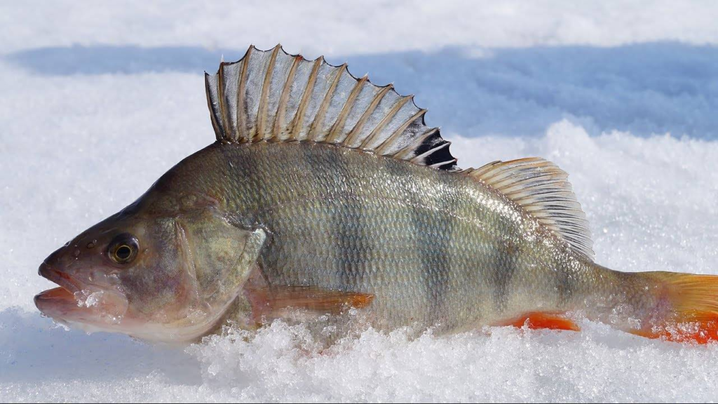 ešerių žvejyba Suomijoje