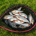 kuoja