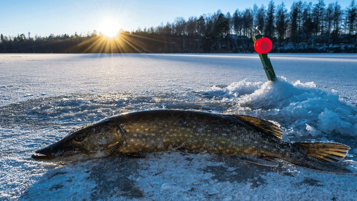 Lydekų Žvejyba Žiemą