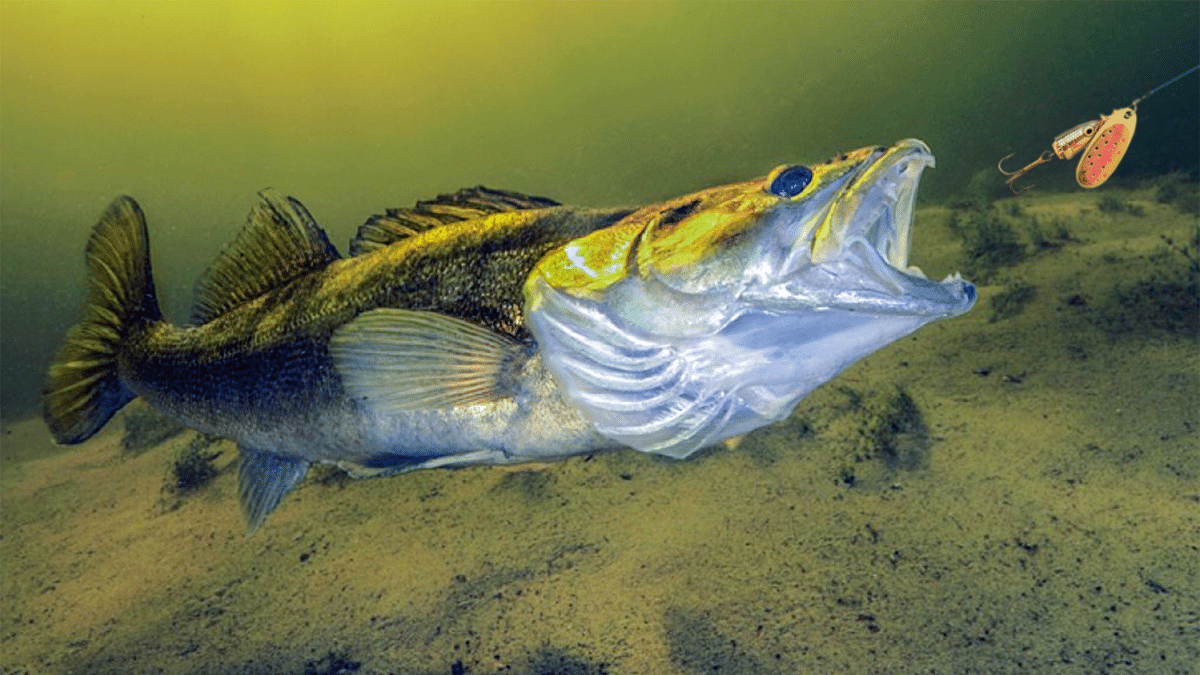 Starkis – Lietuvos Vandenų Vilkas