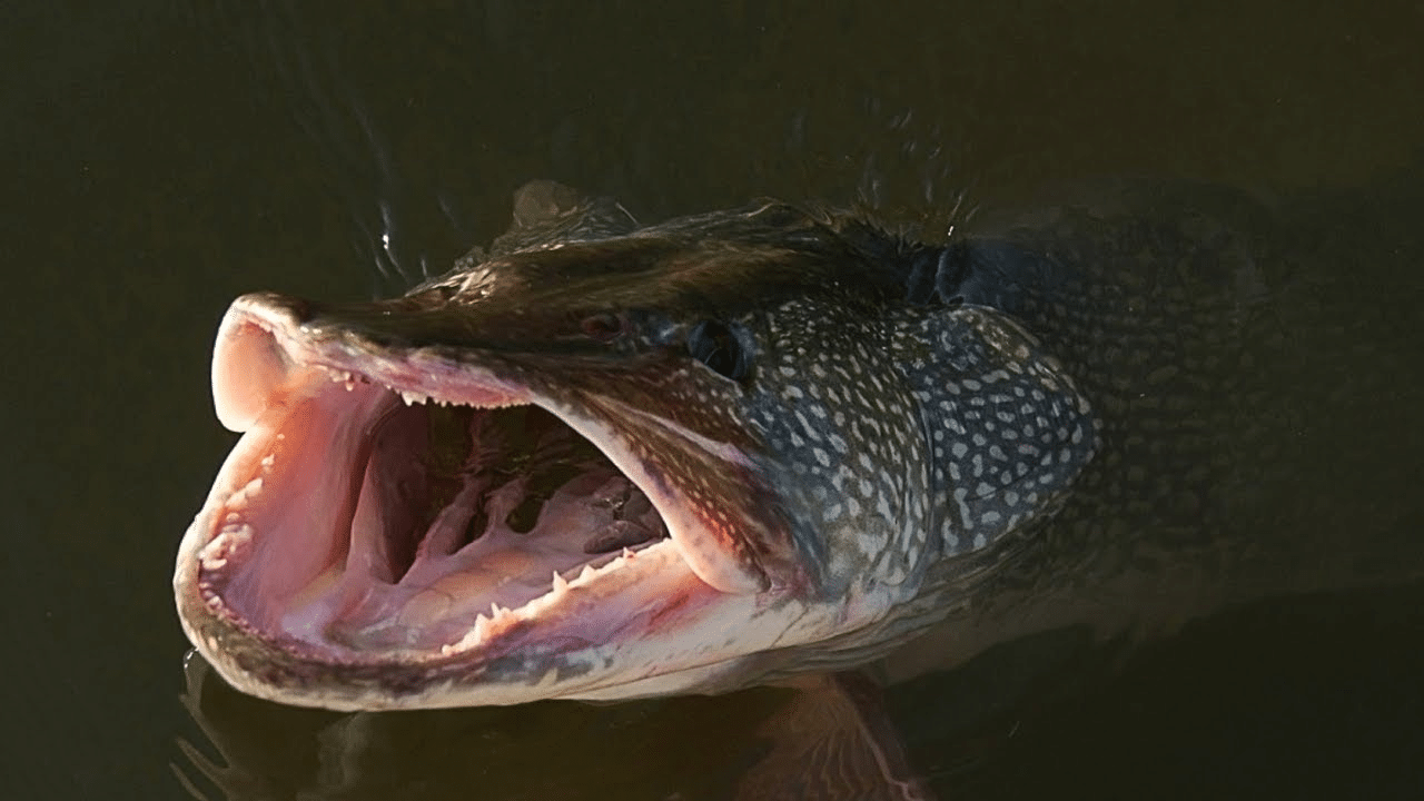 Lydekų sezonas Lietuvoje