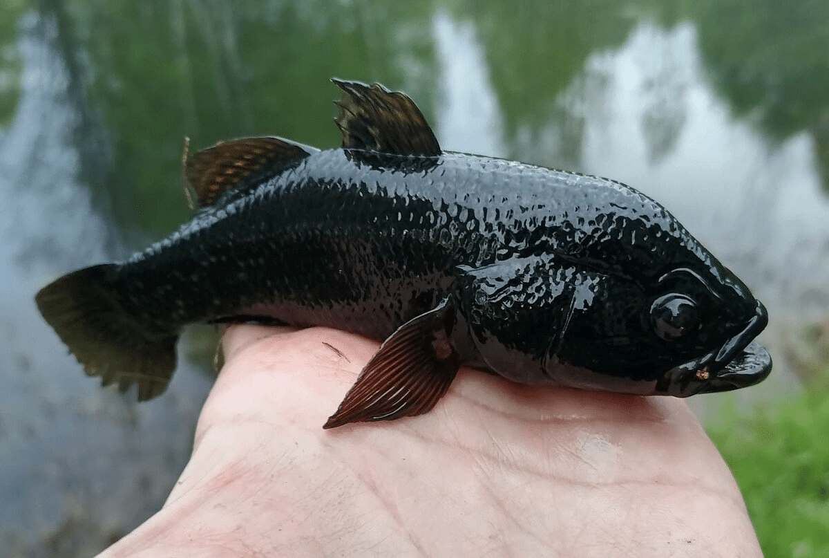Rotanas: Mažytė Žuvis, Naikinanti Vandens Telkinius