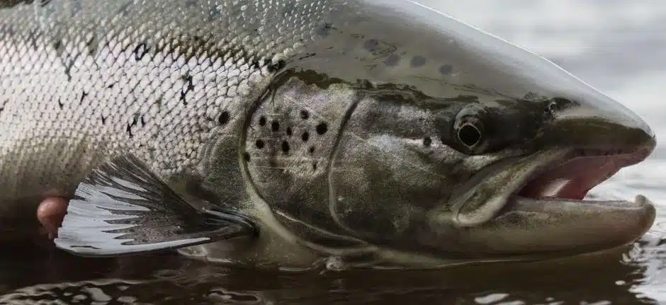 Lašiša – Lietuvos Upių Karalienė