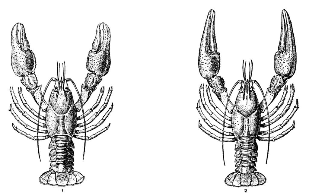Plačiažnyplis vėžys ir siauražnyplis vėžys - skirtumai