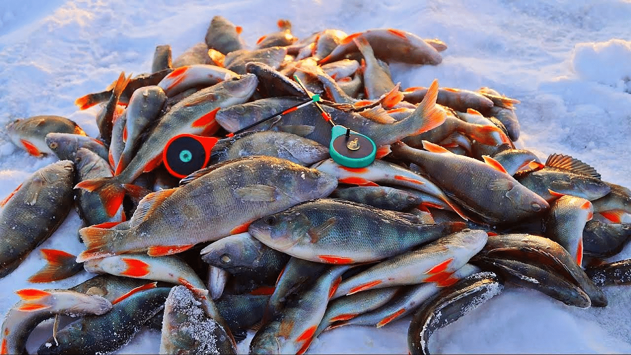 Ešerių Žvejyba Žiemą: Nuo Įrangos Iki Kibimo Paslapčių