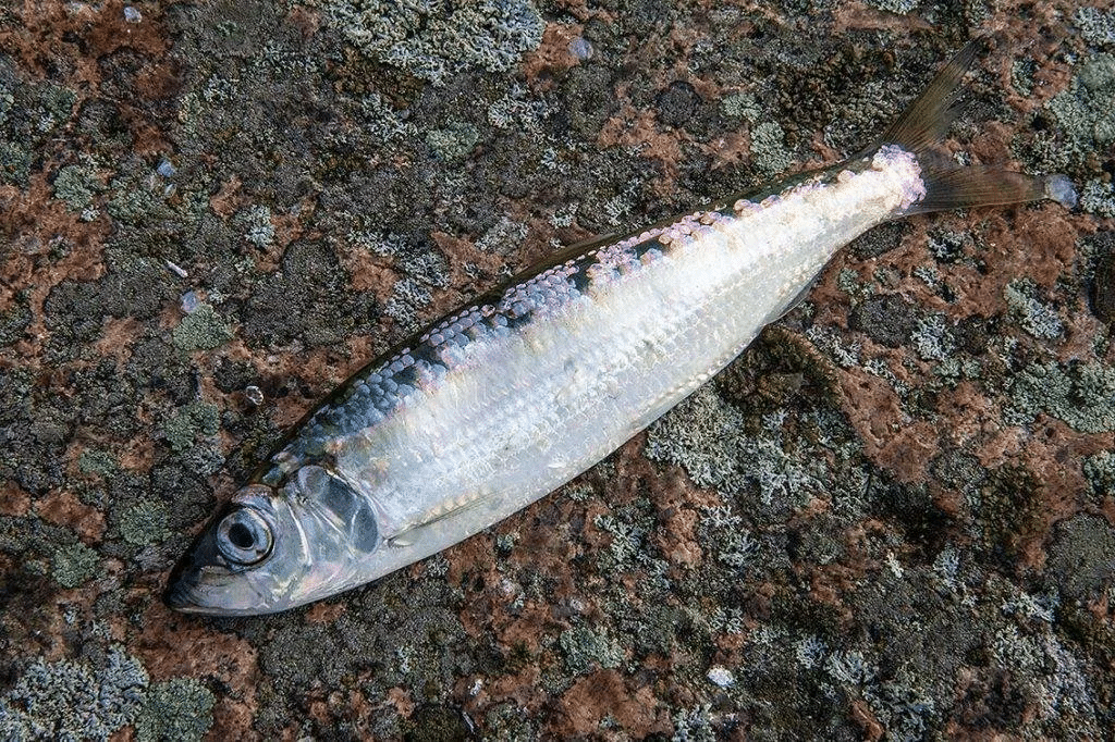 strimelė