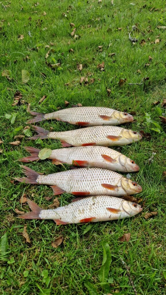 Kuoja
