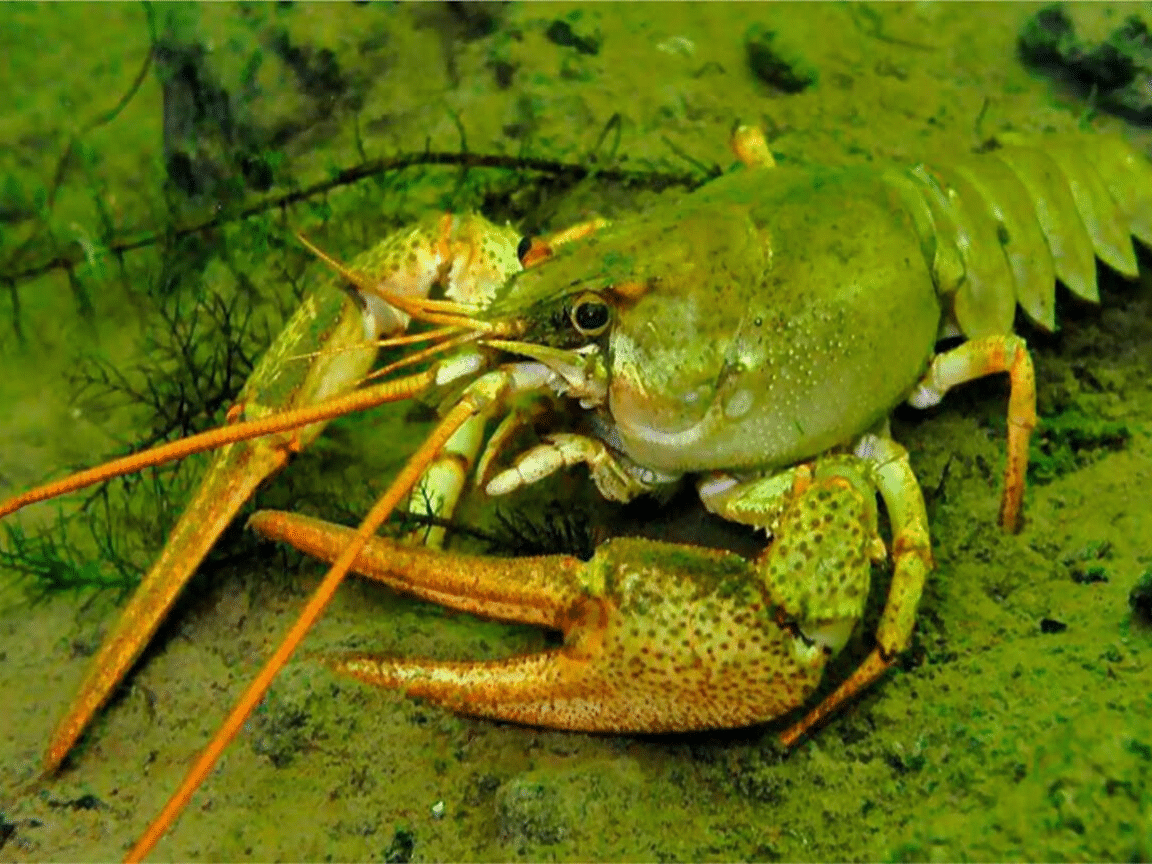 Siauražnyplis vėžys